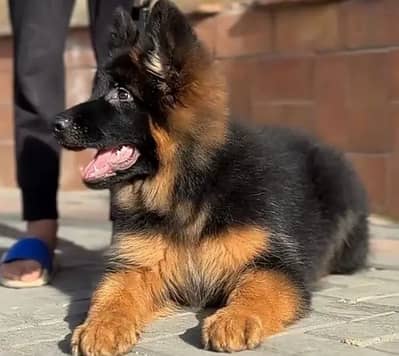 German Shepherd 03291206271