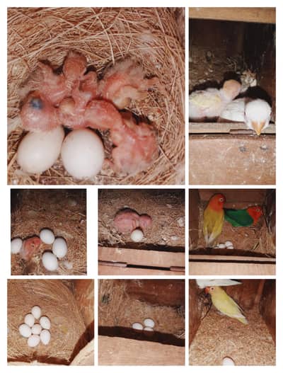 lovebirds pale fellow breeding setup