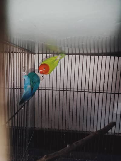 pale fellow breeding setup