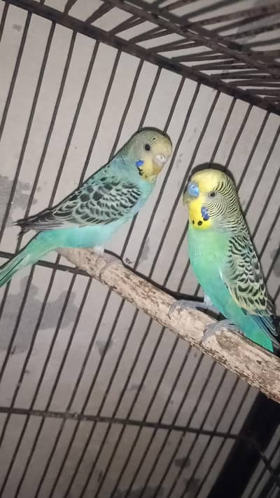 Budgie Breeding Pair for Sale
