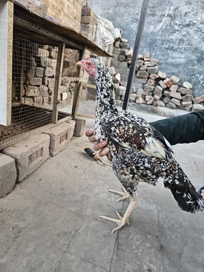 aseel female top quality