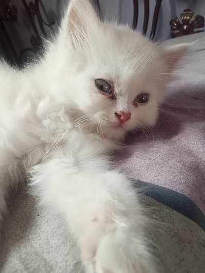 Persian cat punch face and so friendly