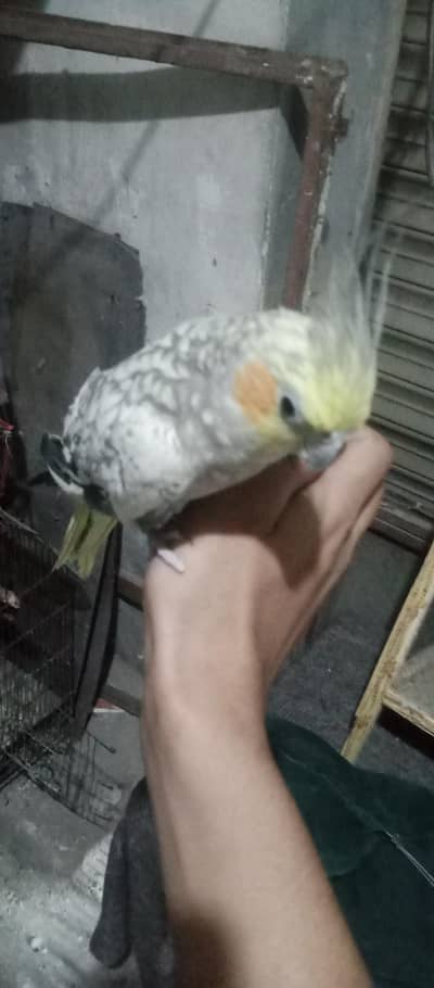 cocktail hand tame|Breeder pair green hand tame partoy