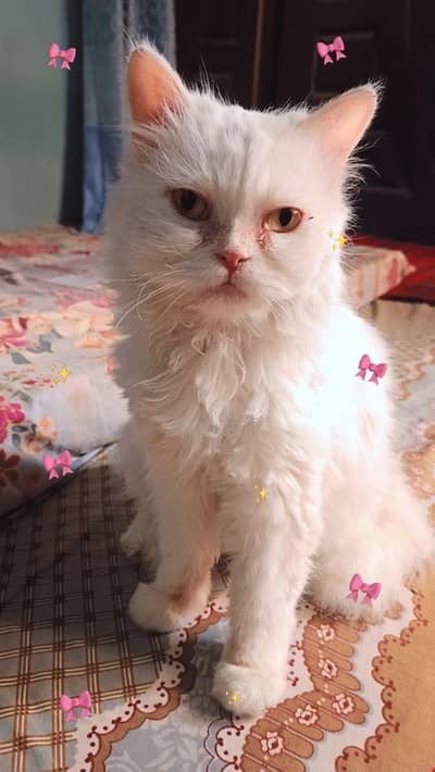Persian cat (Mano)