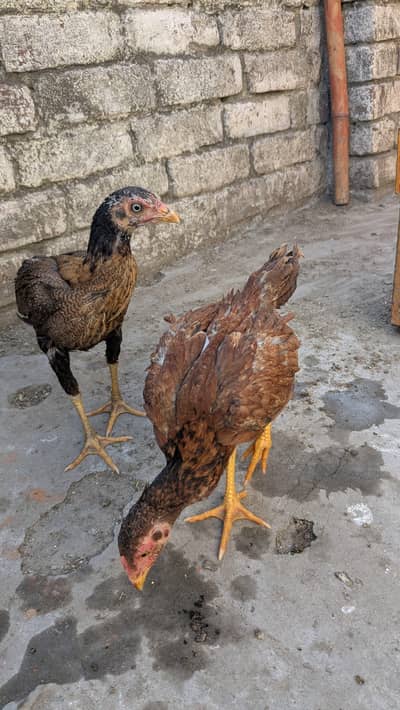 Lasani pair healthy chicks