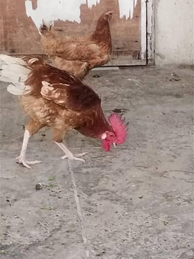 Cock and Hen