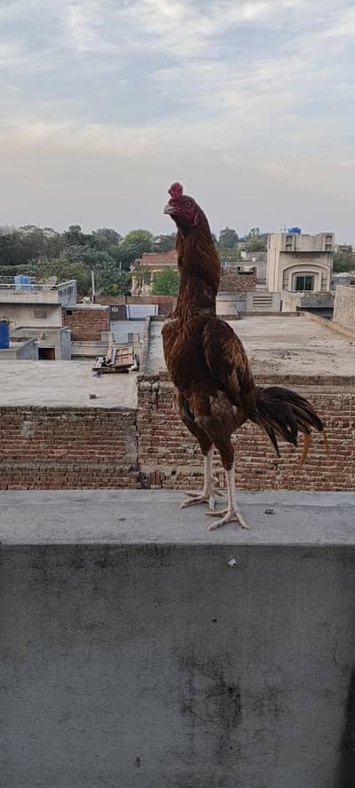 Aseel Murga For sale