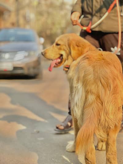 Golden Retriever dog