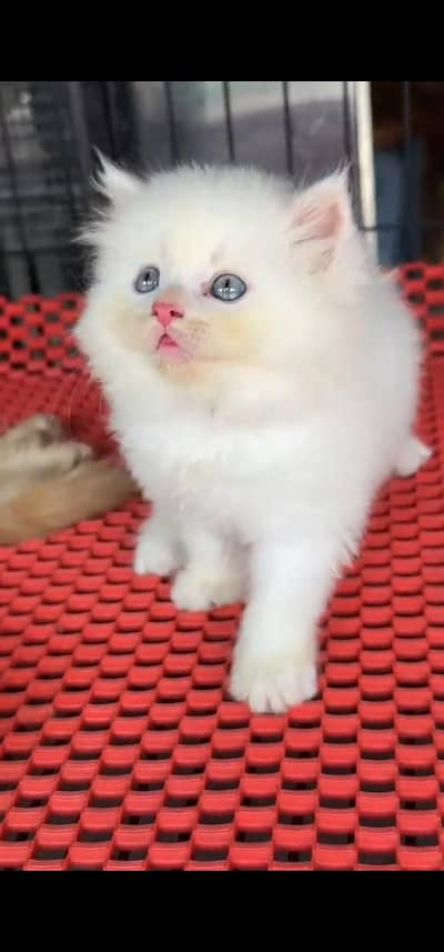 Quality Persian Punch face cat & kitten is 03233614642 WhatsApp
