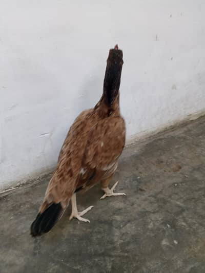 Pure Aseel Madi |Mianwali Bloodline| Desi Murghi| Active & Healthy