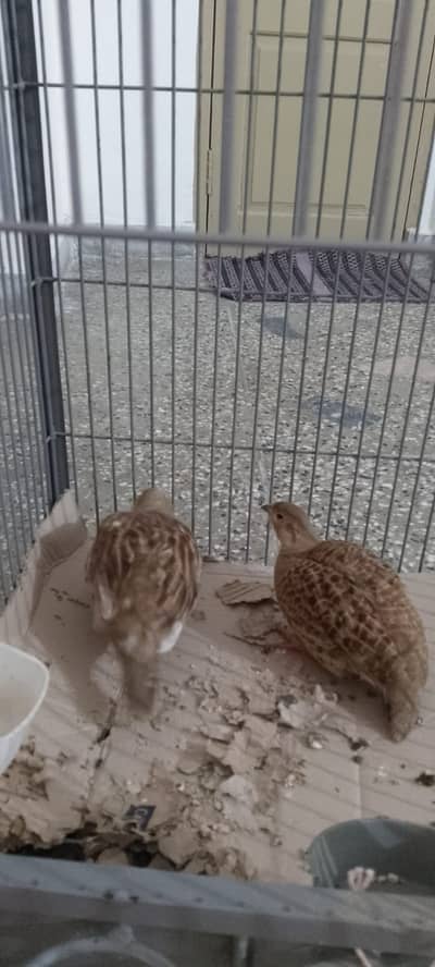 Dakhni Teetar Breader Pair for Sale