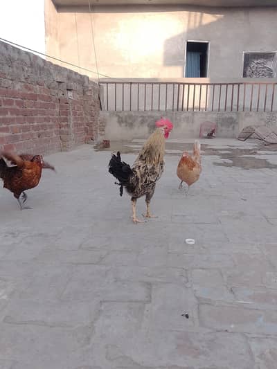 Home breed Desi Murga