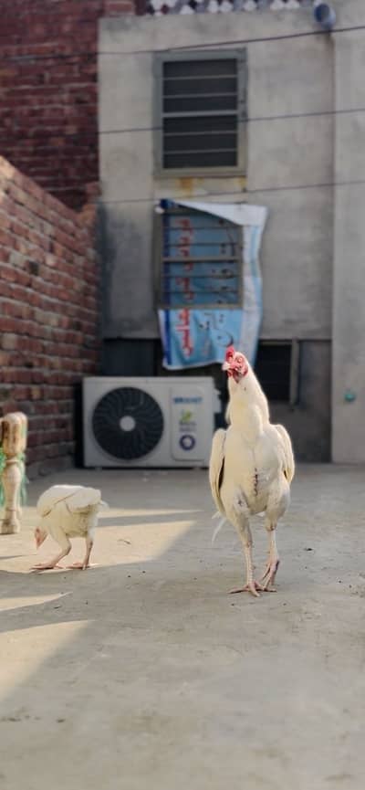 White aseel pair or thai male forsale