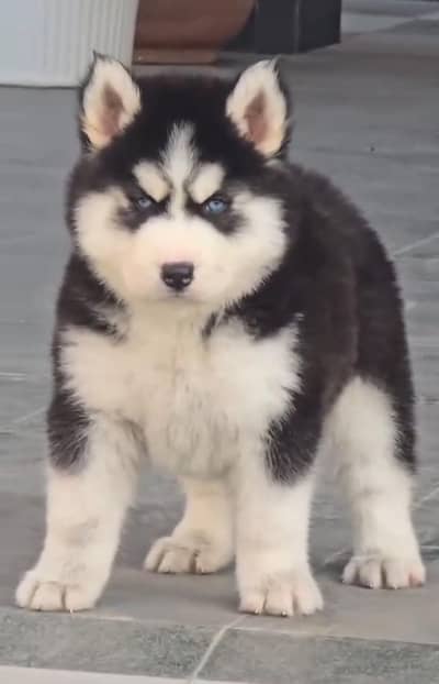 husky puppy/ puppies/dog
