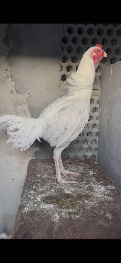 Pure heera white pakistani male patha