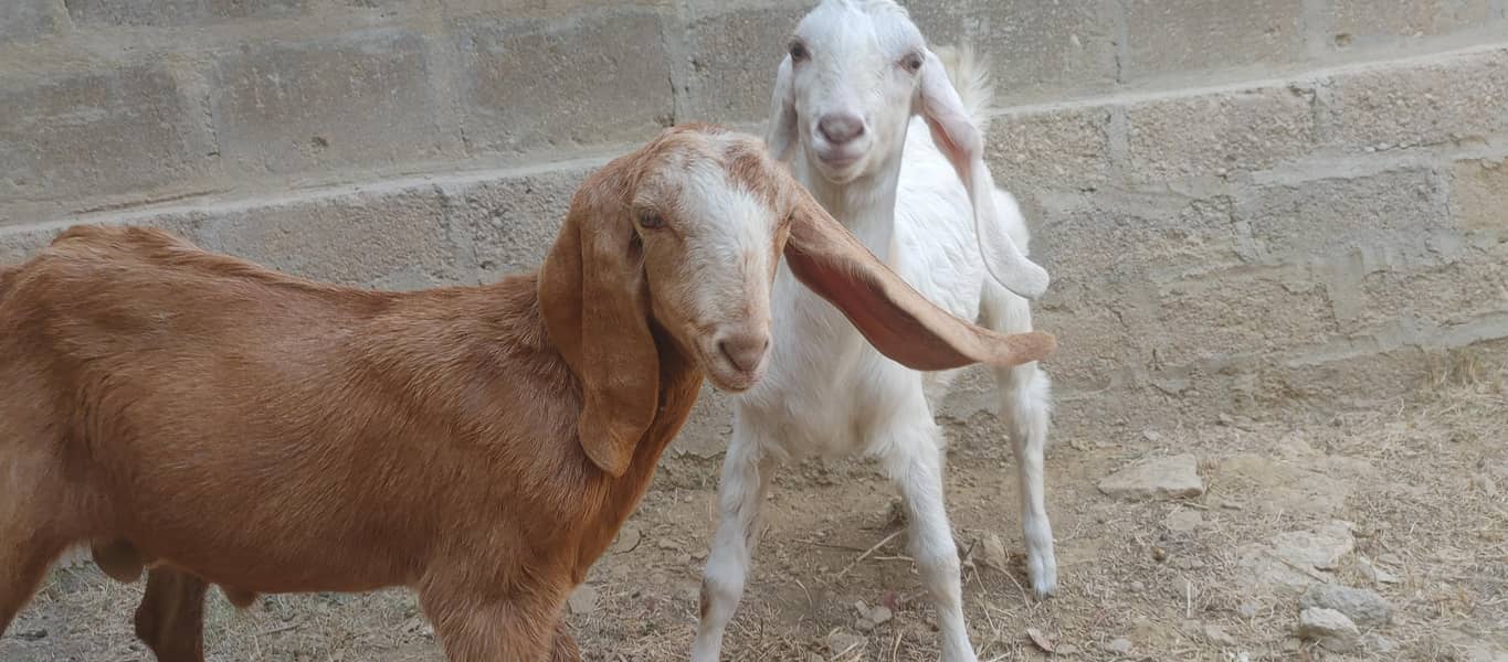 bakra 0