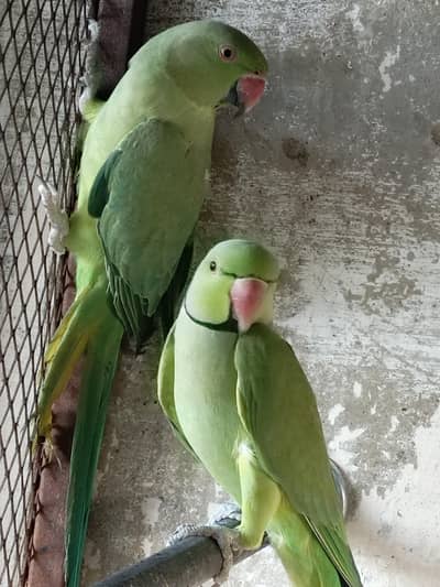 Green parrot pair