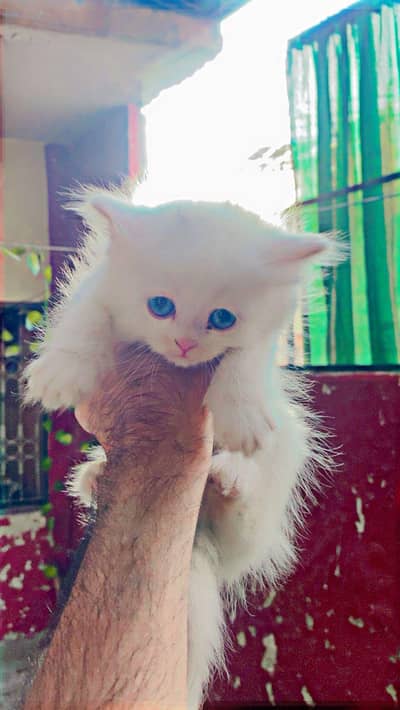 Persian kittens