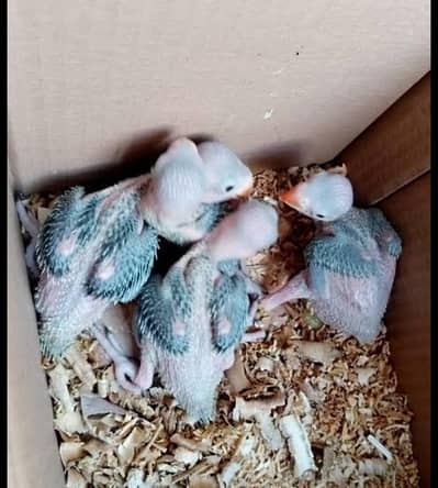 green ringnack  cheks