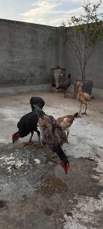 Bengum or Thai nasal hai