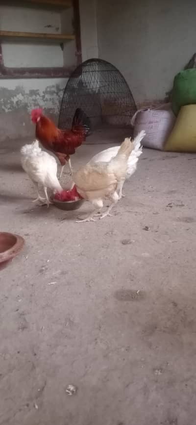 Egg laying hens for sale