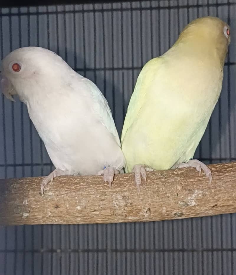 Albino red eye and creamino 0