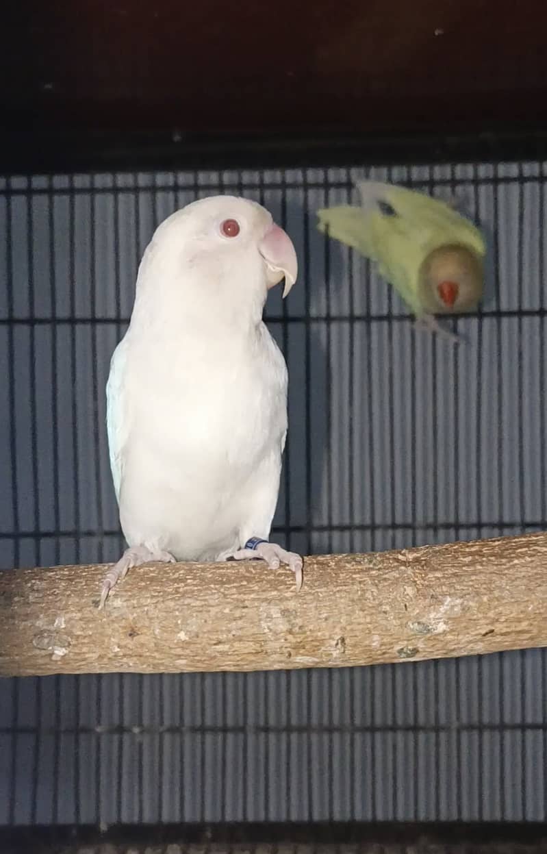 Albino red eye and creamino 1