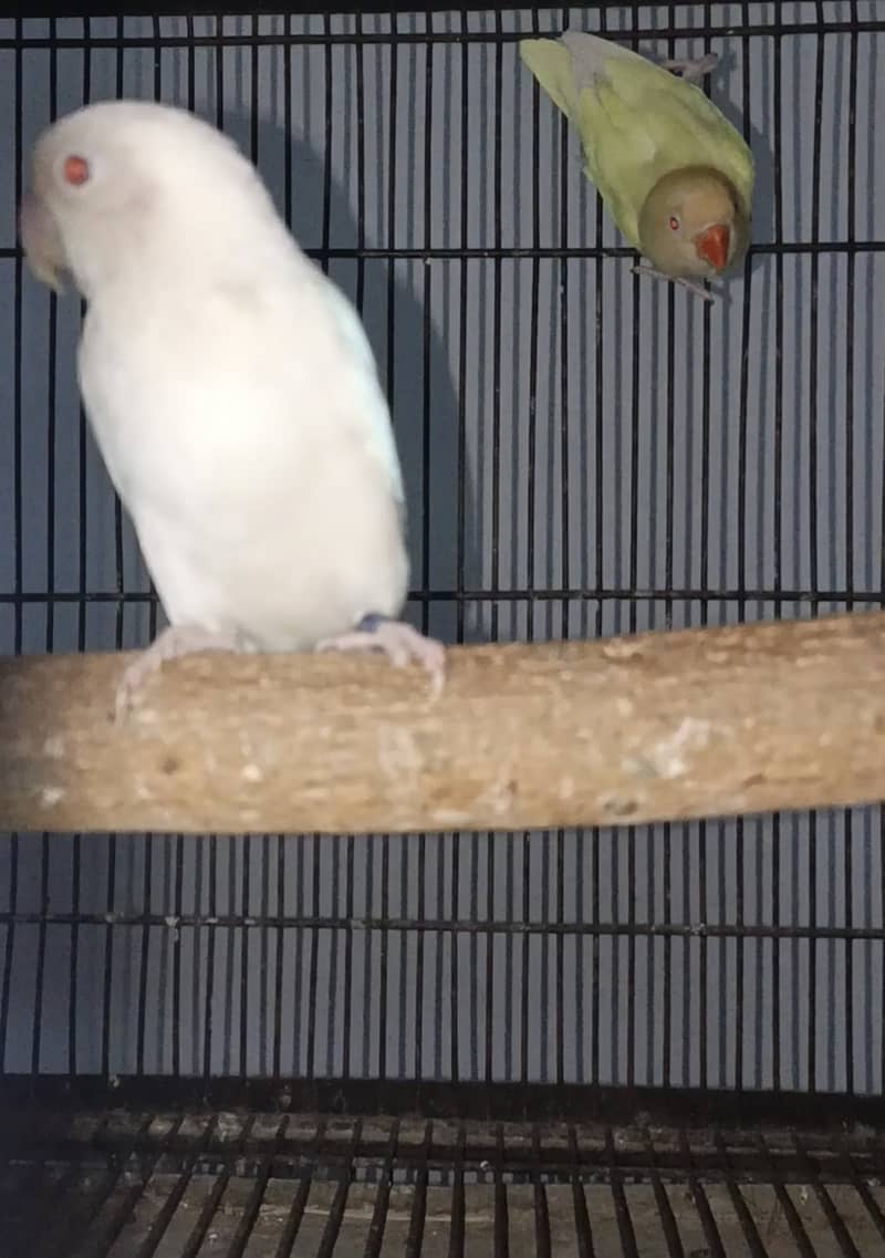 Albino red eye and creamino 2