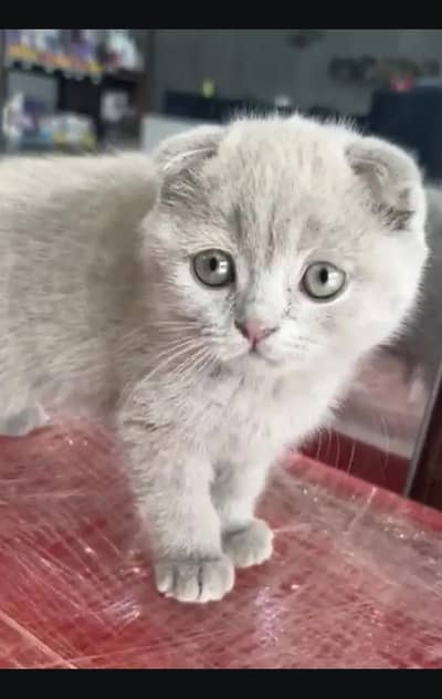 Scottish fold kittin for sell. 0313 4935014