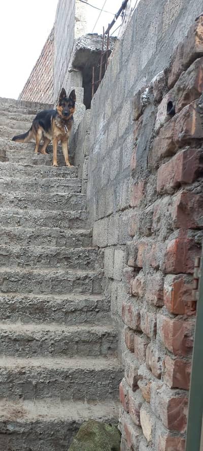 single coat urgent sale