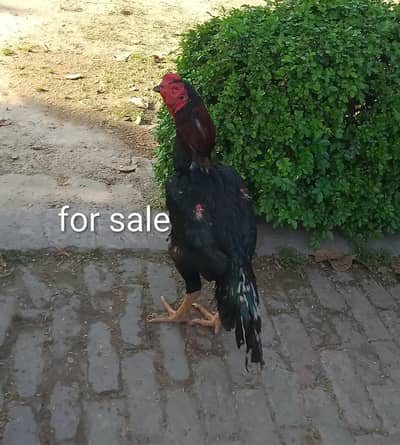 Aseel  Breader Murga (ایک انکھ خراب ہے )