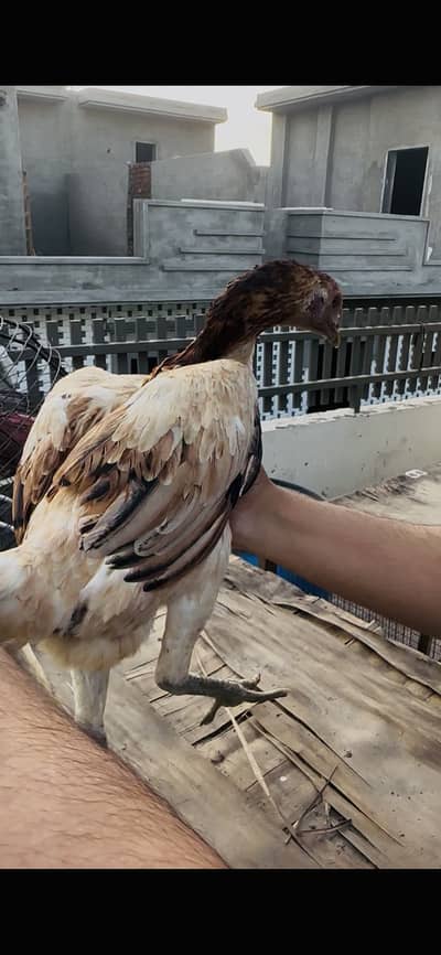 Thai dragon black skin pathi & pakistani pair