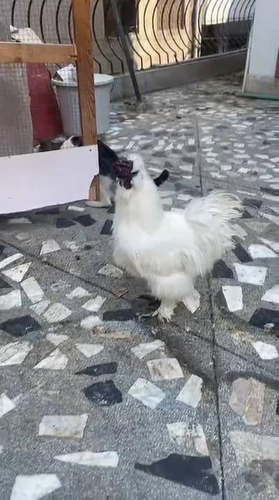 White silkie breeder males available