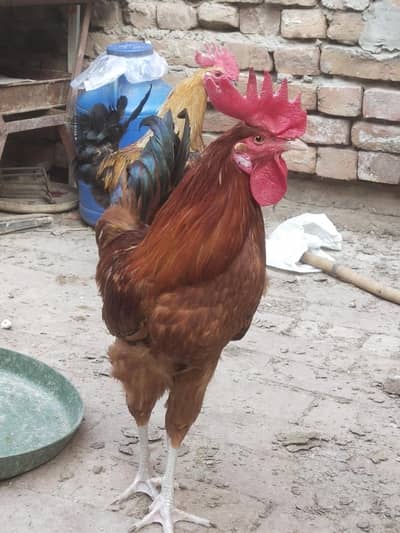 Desi golden misri  rooster