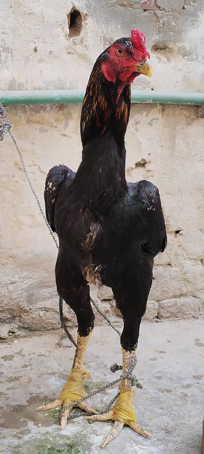 COCO SHAMO BREEDER PAIR+THAI CROSS MALE+DERGAN PAIR