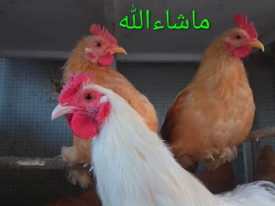 Golden Bantam Breader Pair