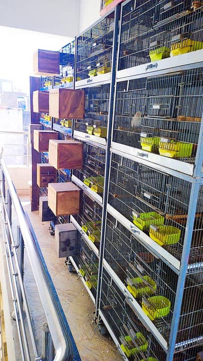 5 portion cage for sale