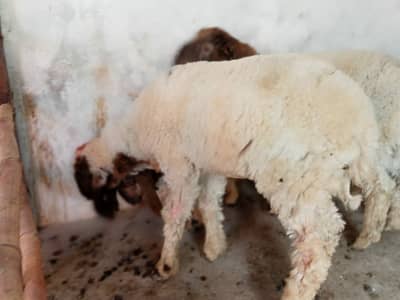 Dasi chatroo k bachy