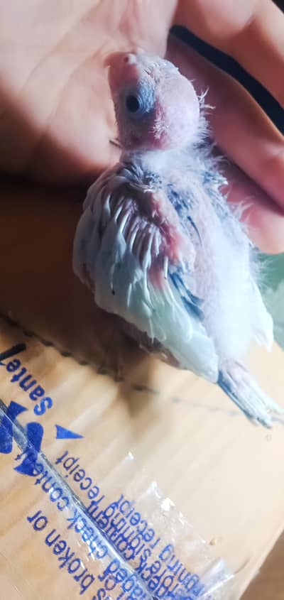 Cocktail beautiful chicks  for sale