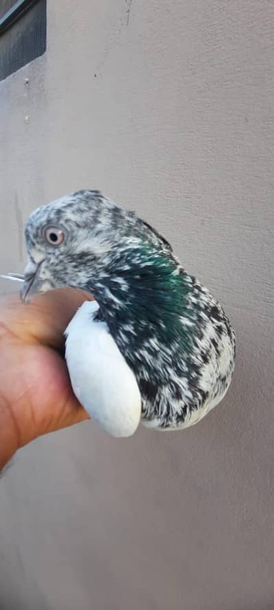 pigeon ::::::0333:::::84:82:008:::