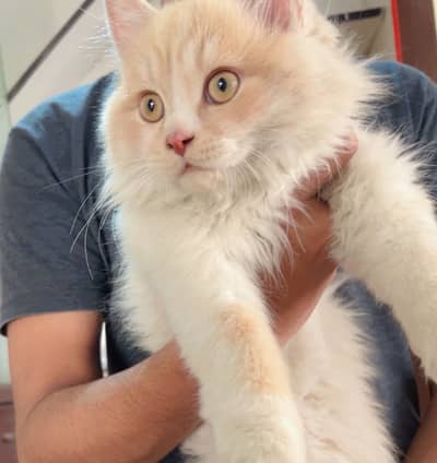 this is calico breed all healthy and active 3 male and 1 female