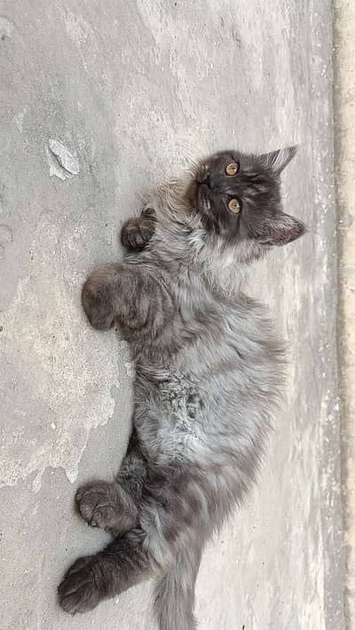 this is calico breed all healthy and active 1 male