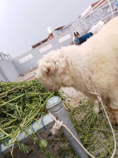 Gulabi mundra chatra for sale