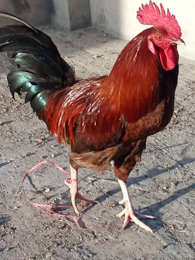 Aseel Mianwali patha and Desi Murga for sale , mobile no 03214272302