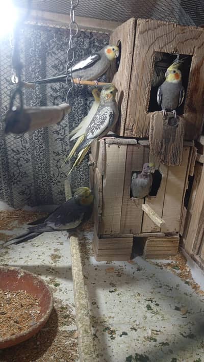 Cocktail breader pair or females available more detail in description