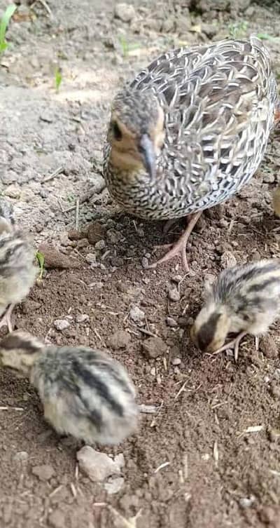 Ghar ki Pali kalay teetar ki female hay just male sale ho gya