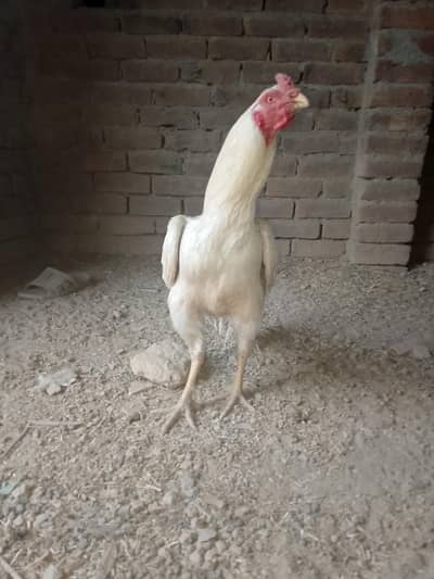 Heera pair murga murgi