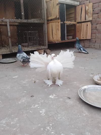 American fan tale for  urgent sale