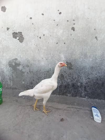 outclass  paper white Heera female Healthy and active