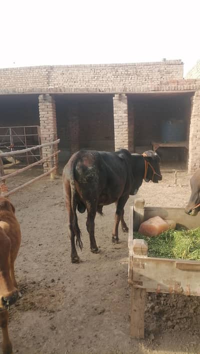 black cholistani dunda male